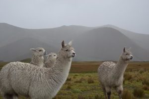 Volcanoes in Ecuador